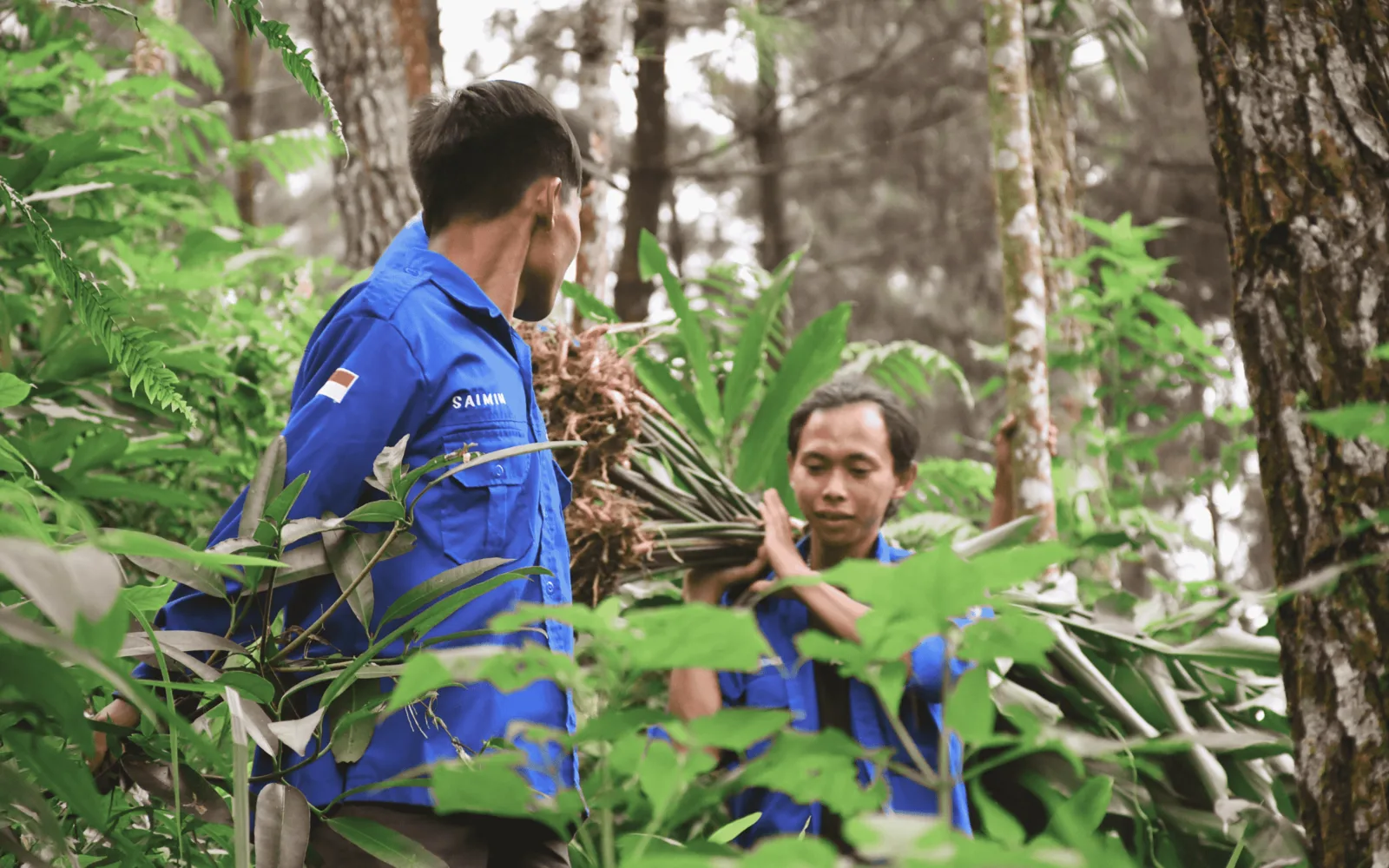 SHI field officers harvesting herbal plants alongside a local farmer